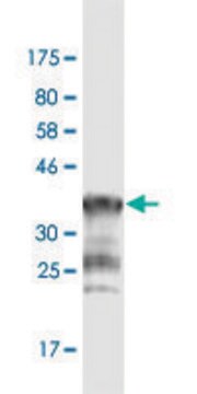 Monoclonal Anti-PCDHGA1 antibody produced in mouse clone 1D2, purified immunoglobulin, buffered aqueous solution