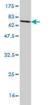 Monoclonal Anti-SAMM50 antibody produced in mouse clone 2A9, purified immunoglobulin, buffered aqueous solution