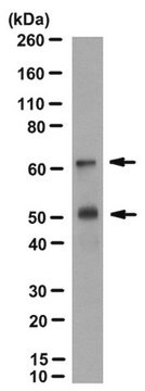 Anti-OASIS/CREB3L1 Antibody, clone 44C7 clone 44C7, from mouse