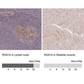 Anti-RGS14 antibody produced in rabbit Prestige Antibodies&#174; Powered by Atlas Antibodies, affinity isolated antibody, buffered aqueous glycerol solution