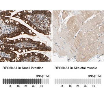 Anti-RPS6KA1 antibody produced in rabbit Prestige Antibodies&#174; Powered by Atlas Antibodies, affinity isolated antibody, buffered aqueous glycerol solution