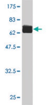 ANTI-FLI1 antibody produced in mouse clone 2E6, purified immunoglobulin, buffered aqueous solution