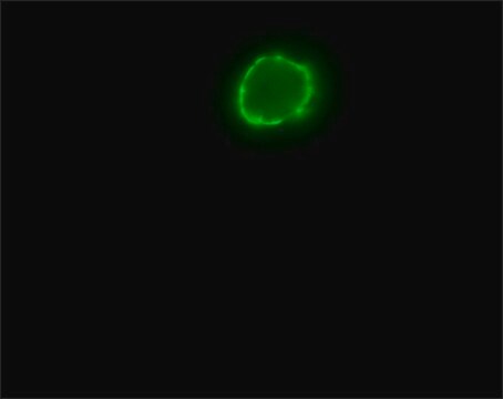 Anti-Goat IgG (whole molecule)–FITC antibody produced in rabbit affinity isolated antibody, buffered aqueous solution