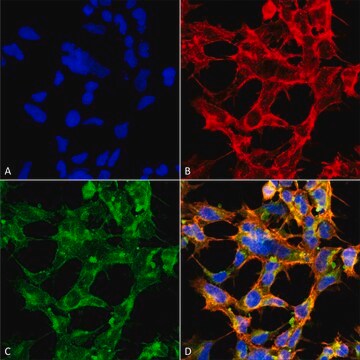 Monoclonal Anti-O-GlcNAc-Atto 594 antibody produced in mouse clone 9H6