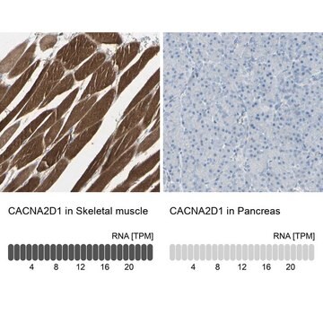 Anti-CACNA2D1 antibody produced in rabbit affinity isolated antibody, buffered aqueous glycerol solution