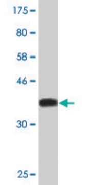 Monoclonal Anti-HOXC6 antibody produced in mouse clone 2A4, purified immunoglobulin, buffered aqueous solution