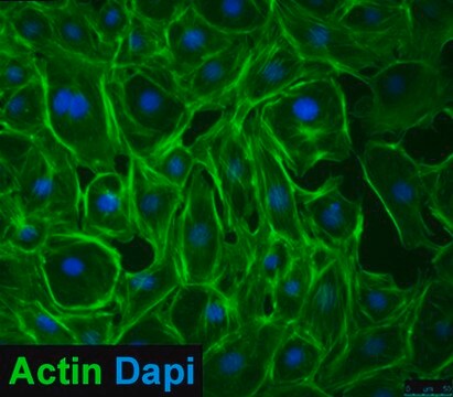 Embryonale epikardiale MEC1-Zelllinie, murin MEC1 mouse embryonic epicardial cell line is a useful model for cardiac developmental biology studies.