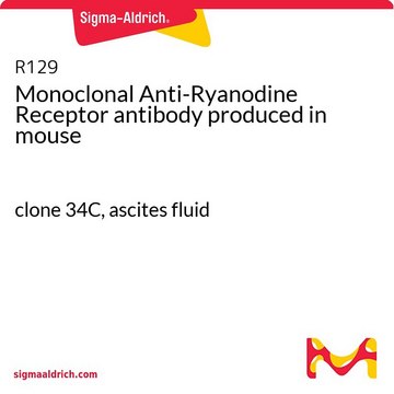 Monoclonal Anti-Ryanodine Receptor antibody produced in mouse clone 34C, ascites fluid