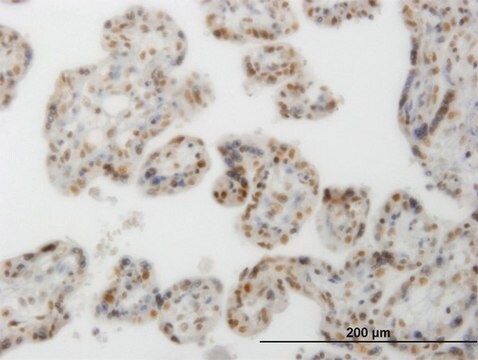 Monoclonal Anti-CLK3 antibody produced in mouse clone 1F10, purified immunoglobulin, buffered aqueous solution