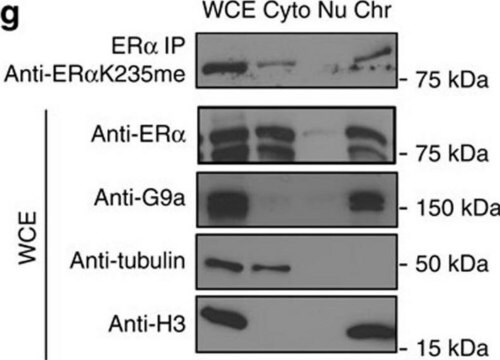 抗&#946;チューブリン抗体、マウスモノクローナル マウス宿主抗体 ~2.0&#160;mg/mL, clone AA2, purified from hybridoma cell culture