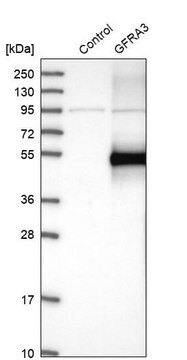 Anti-GFRA3 antibody produced in rabbit Prestige Antibodies&#174; Powered by Atlas Antibodies, affinity isolated antibody, buffered aqueous glycerol solution