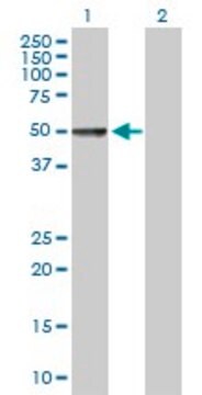 Anti-CHRDL1 antibody produced in mouse purified immunoglobulin, buffered aqueous solution