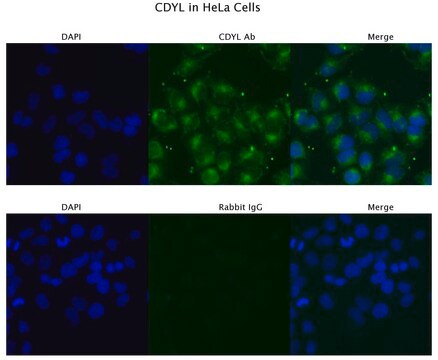 Anti-CDYL, (N-terminal) antibody produced in rabbit affinity isolated antibody