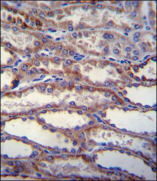 ANTI-SHISA3 (C-TERM) antibody produced in rabbit IgG fraction of antiserum, buffered aqueous solution