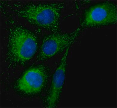 Anti-Rab18 antibody produced in rabbit ~1.0&#160;mg/mL, affinity isolated antibody