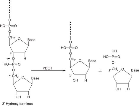 Phosphodiesterase I aus Crotalus adamanteus Gift Type VI, crude dried venom