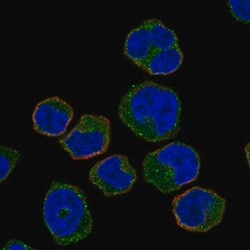 Anti-Hck Antibody Produced In Rabbit Prestige Antibodies&#174; Powered by Atlas Antibodies, affinity isolated antibody, buffered aqueous glycerol solution