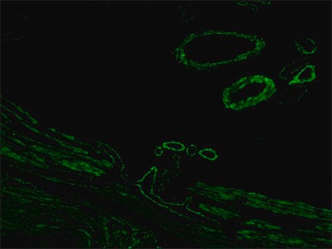 抗小鼠IgG（Fab特异性）&#8722;FITC 山羊抗 affinity isolated antibody, buffered aqueous solution