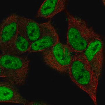 Anti-ZNF333 antibody produced in rabbit Prestige Antibodies&#174; Powered by Atlas Antibodies, affinity isolated antibody