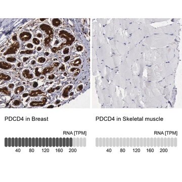 Anti-PDCD4 antibody produced in rabbit Prestige Antibodies&#174; Powered by Atlas Antibodies, affinity isolated antibody, buffered aqueous glycerol solution