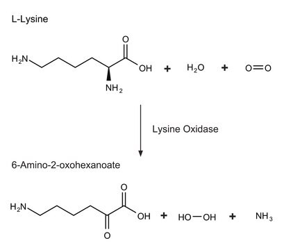 リシンオキシダーゼ from Trichoderma viride lyophilized powder, &#8805;20&#160;units/mg protein