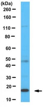 Anti-FUNDC1 Antibody serum, from rabbit