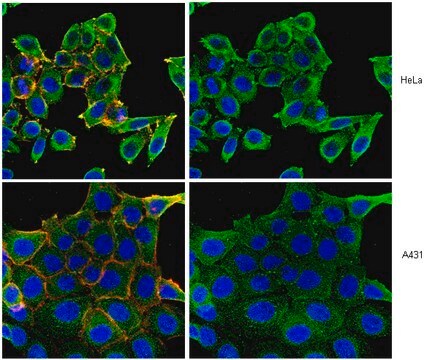 Anti-Numb Antibody, clone 6G10.1 clone 6G10.1, from mouse