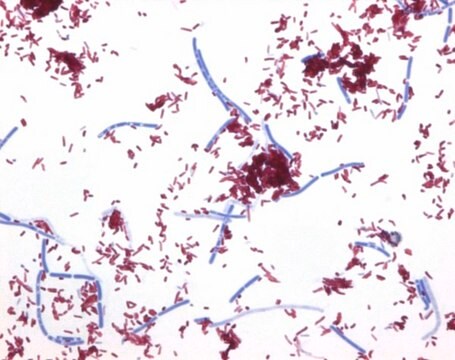 AFB-Color modified Staining kit for the detection of acid-fast bacteria (AFB) by hot staining method