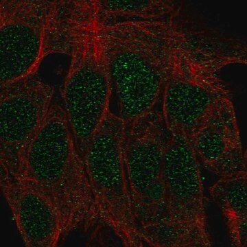 Anti-Atoh1 Antibody Produced In Rabbit Prestige Antibodies&#174; Powered by Atlas Antibodies, affinity isolated antibody, buffered aqueous glycerol solution