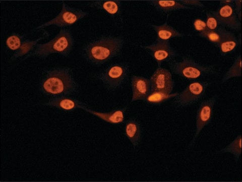 抗NONO (C-末端) ウサギ宿主抗体 ~1.0&#160;mg/mL, affinity isolated antibody, buffered aqueous solution