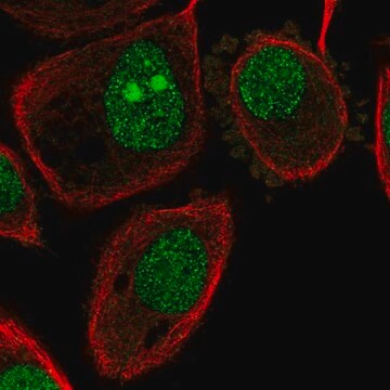 Anti-ATP6V1G1 antibody produced in rabbit Prestige Antibodies&#174; Powered by Atlas Antibodies, affinity isolated antibody