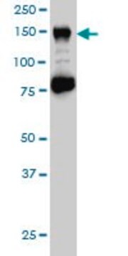 Monoclonal Anti-CHAF1A antibody produced in mouse clone 1C2, purified immunoglobulin, buffered aqueous solution