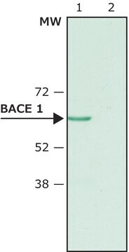 抗BACE 1, N-末端 (46-62) ウサギ宿主抗体 affinity isolated antibody, buffered aqueous solution