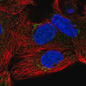 Anti-SLC35A5 antibody produced in rabbit Prestige Antibodies&#174; Powered by Atlas Antibodies, affinity isolated antibody