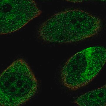 Anti-NEFL antibody produced in rabbit Prestige Antibodies&#174; Powered by Atlas Antibodies, affinity isolated antibody