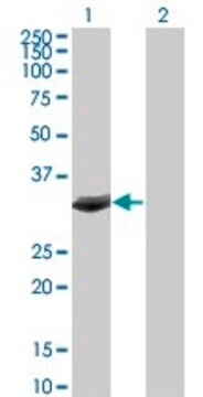 Monoclonal Anti-FBXO6 antibody produced in mouse clone 3F10, purified immunoglobulin, buffered aqueous solution