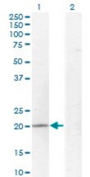 Monoclonal Anti-CGI-121 antibody produced in mouse clone 3F6, purified immunoglobulin, buffered aqueous solution