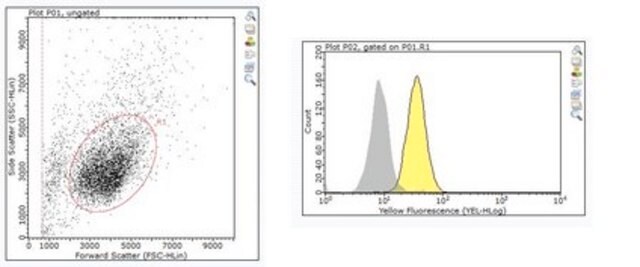 Anti-LTBR Antibody, clone 3C8 clone 3C8, from rat