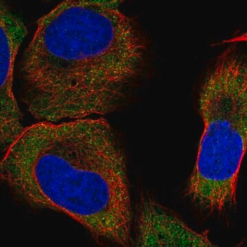 Anti-Dlgap1 Antibody Produced In Rabbit Prestige Antibodies&#174; Powered by Atlas Antibodies, affinity isolated antibody, buffered aqueous glycerol solution