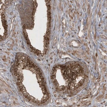 Anti-STAMBP antibody produced in rabbit Prestige Antibodies&#174; Powered by Atlas Antibodies, affinity isolated antibody, buffered aqueous glycerol solution