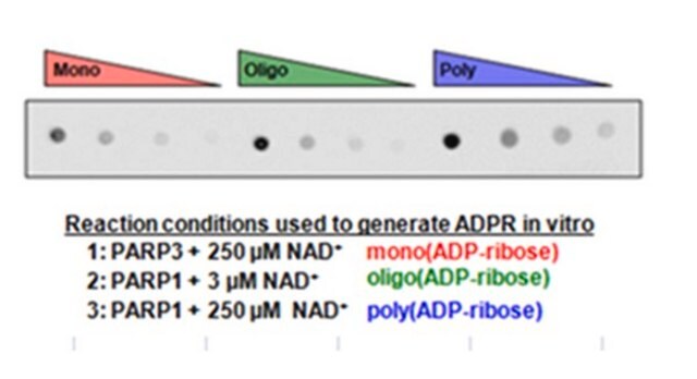 Anti-pan-ADP-Ribose-Bindungsreagens from Escherichia coli