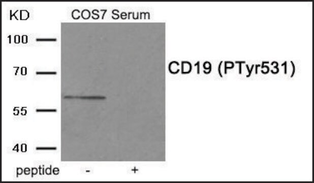 Anty-fosfo-CD19(pTyr531) affinity isolated antibody