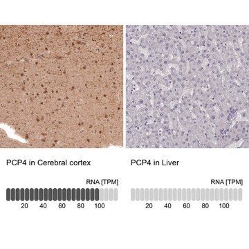 抗PCP4 ウサギ宿主抗体 Prestige Antibodies&#174; Powered by Atlas Antibodies, affinity isolated antibody, buffered aqueous glycerol solution