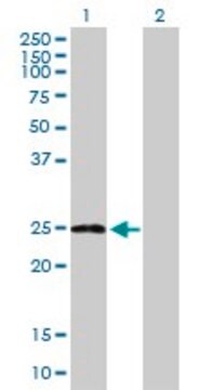 Anti-ARL11 antibody produced in mouse purified immunoglobulin, buffered aqueous solution