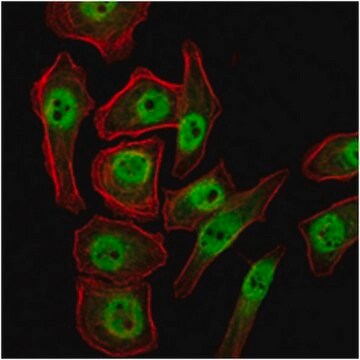 Anti-KDM4A Antibody, clone5H1 ascites fluid, clone 5H1, from mouse