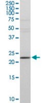 Anti-DTYMK antibody produced in rabbit purified immunoglobulin, buffered aqueous solution