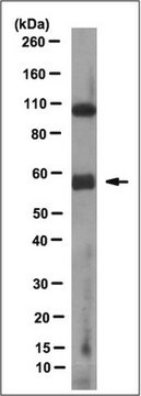 Anti-GCM2 Antibody, clone 8A10.1 clone 8A10.1, 0.5&#160;mg/mL, from mouse