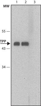 Monoclonal Anti-ZFP36/TTP antibody produced in mouse clone TTP6, tissue culture supernatant