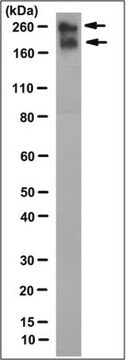 Anticorps anti-NOTCH&nbsp;3/N3ECD, clone&nbsp;1E4 clone 1E4, 1&#160;mg/mL, from mouse