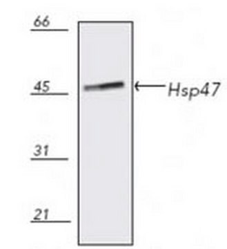 Anti-Hsp47 Mouse mAb (M16.10A1) liquid, clone M16.10A1, Calbiochem&#174;